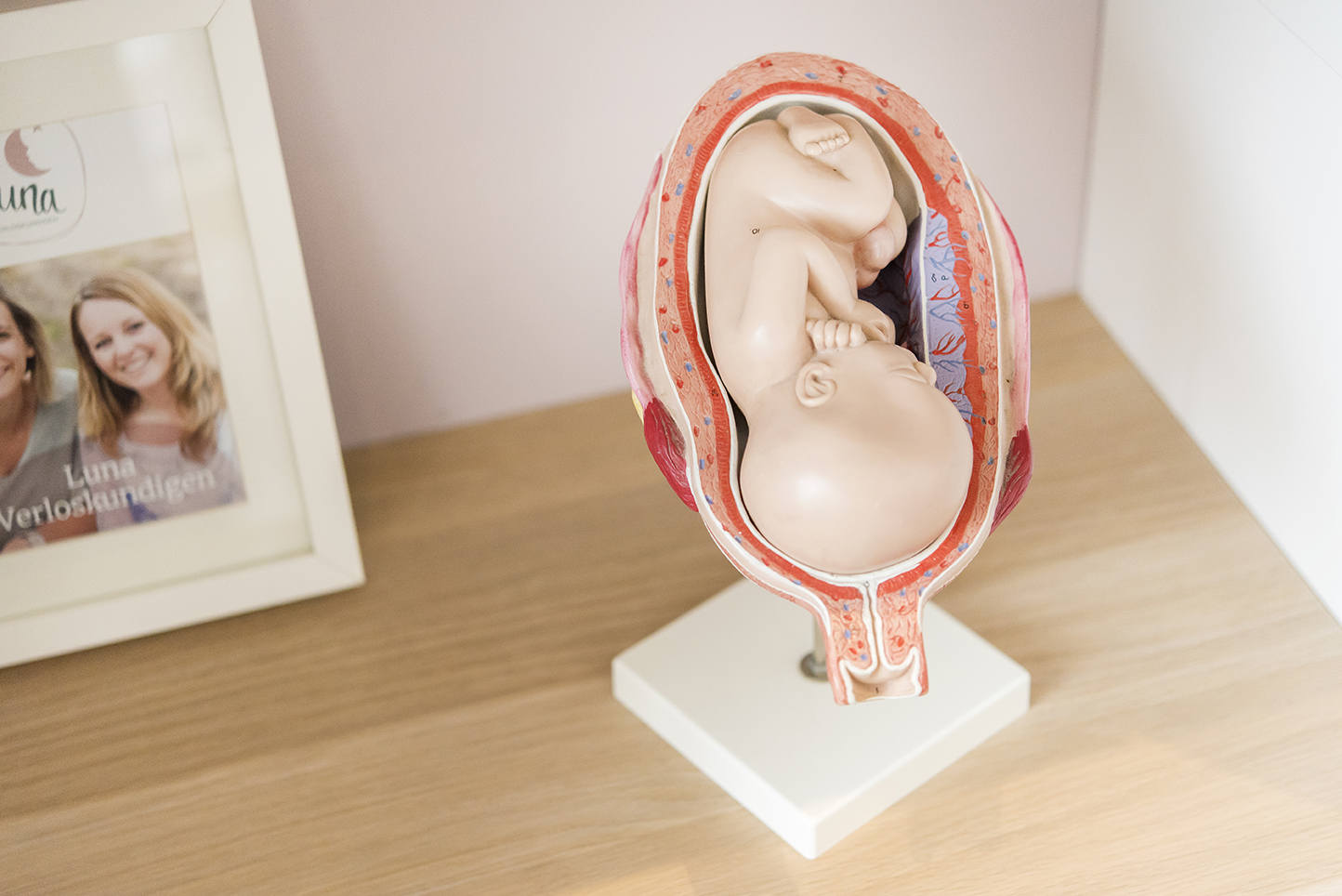 Anatomisch model van een baby in de baarmoeder